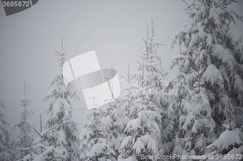 Image of christmas evergreen pine tree covered with fresh snow