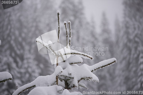 Image of christmas evergreen pine tree covered with fresh snow