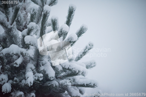 Image of christmas evergreen pine tree covered with fresh snow