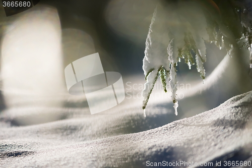 Image of tree covered with fresh snow at winter night