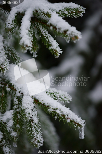 Image of christmas evergreen pine tree covered with fresh snow