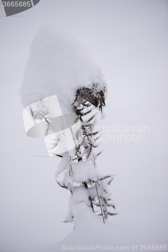 Image of christmas evergreen pine tree covered with fresh snow