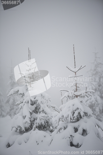 Image of christmas evergreen pine tree covered with fresh snow