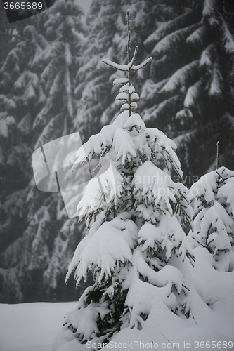 Image of christmas evergreen pine tree covered with fresh snow