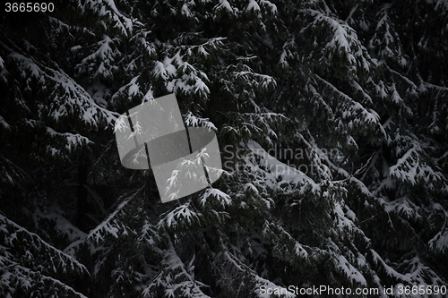 Image of christmas evergreen pine tree covered with fresh snow