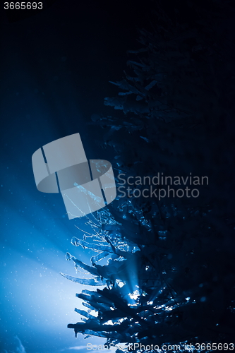 Image of tree covered with fresh snow at winter night