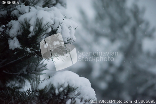 Image of christmas evergreen pine tree covered with fresh snow