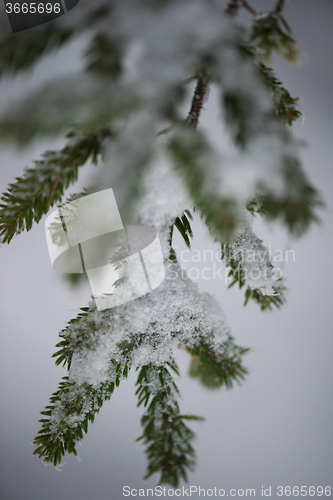 Image of christmas evergreen pine tree covered with fresh snow