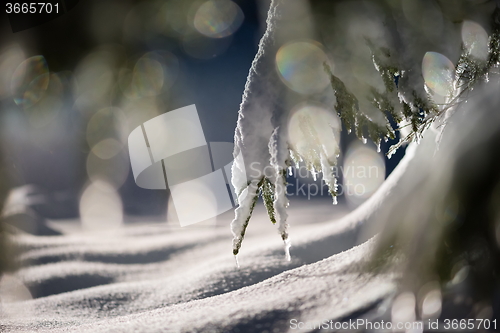 Image of tree covered with fresh snow at winter night