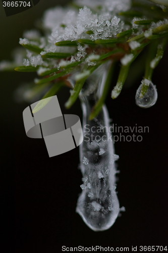 Image of christmas evergreen pine tree covered with fresh snow