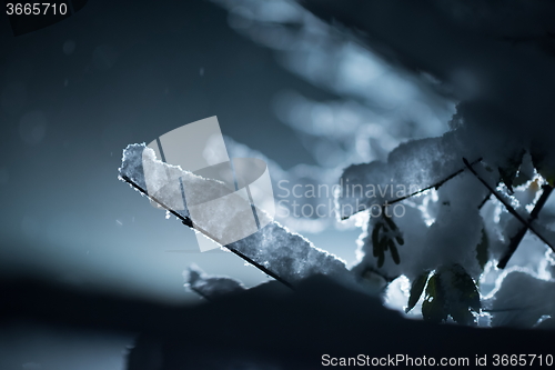 Image of tree covered with fresh snow at winter night