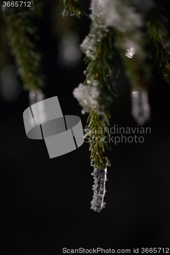 Image of tree covered with fresh snow at winter night