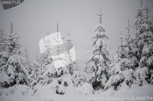 Image of christmas evergreen pine tree covered with fresh snow