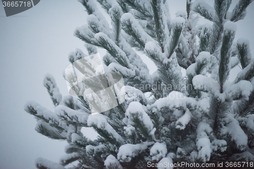 Image of christmas evergreen pine tree covered with fresh snow