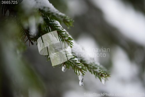 Image of christmas evergreen pine tree covered with fresh snow