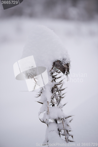 Image of christmas evergreen pine tree covered with fresh snow