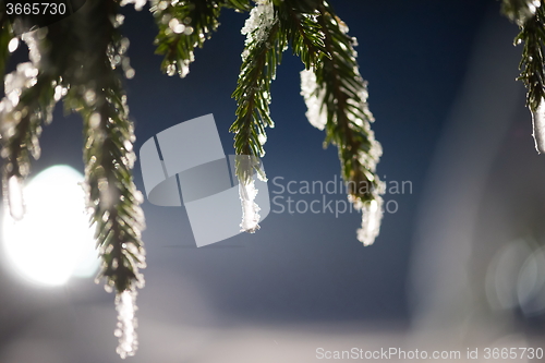 Image of tree covered with fresh snow at winter night