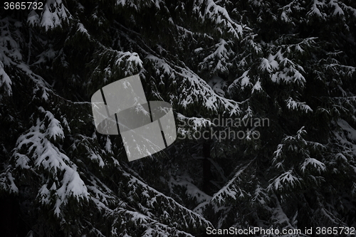 Image of christmas evergreen pine tree covered with fresh snow