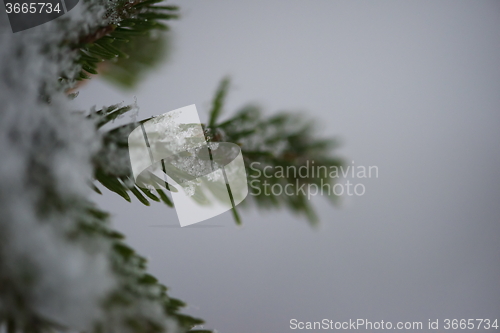 Image of christmas evergreen pine tree covered with fresh snow