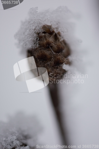 Image of christmas evergreen pine tree covered with fresh snow