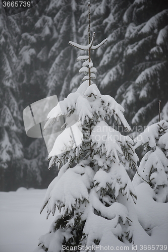 Image of christmas evergreen pine tree covered with fresh snow