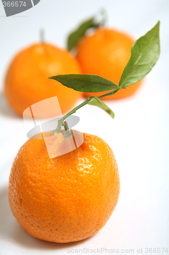 Image of Tangerine with leaves macro