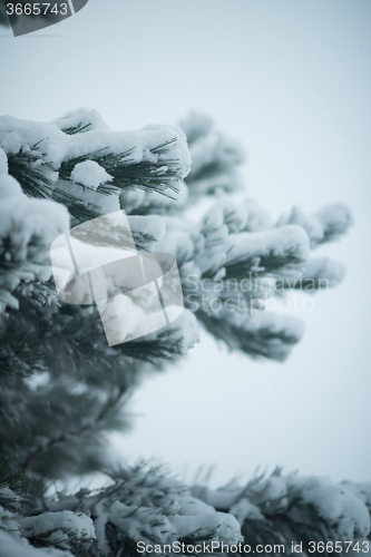 Image of christmas evergreen pine tree covered with fresh snow