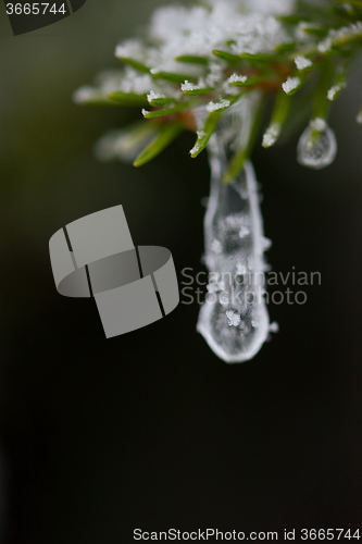 Image of christmas evergreen pine tree covered with fresh snow