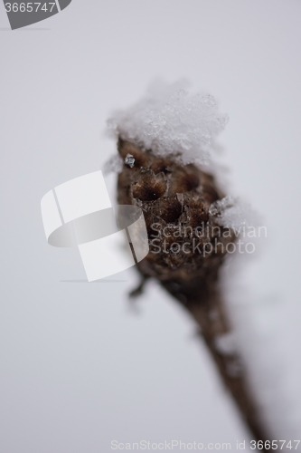 Image of christmas evergreen pine tree covered with fresh snow