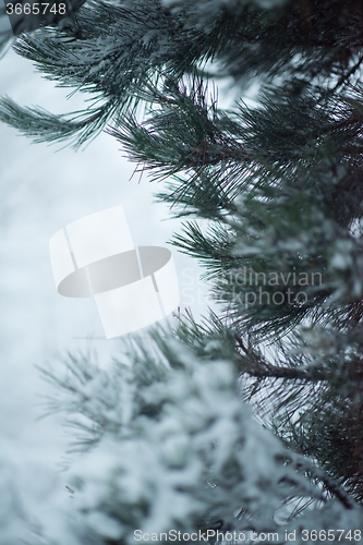 Image of christmas evergreen pine tree covered with fresh snow