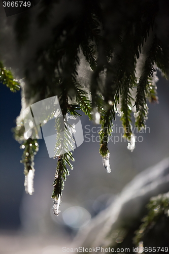 Image of tree covered with fresh snow at winter night