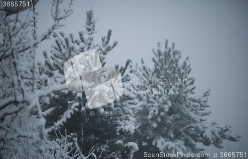 Image of christmas evergreen pine tree covered with fresh snow