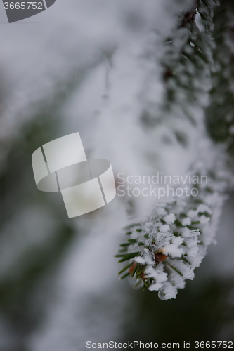 Image of christmas evergreen pine tree covered with fresh snow