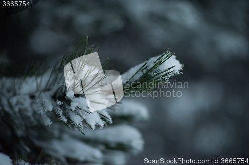 Image of christmas evergreen pine tree covered with fresh snow