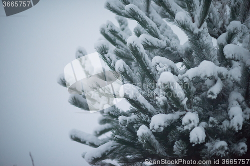 Image of christmas evergreen pine tree covered with fresh snow