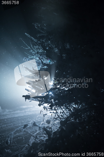 Image of tree covered with fresh snow at winter night