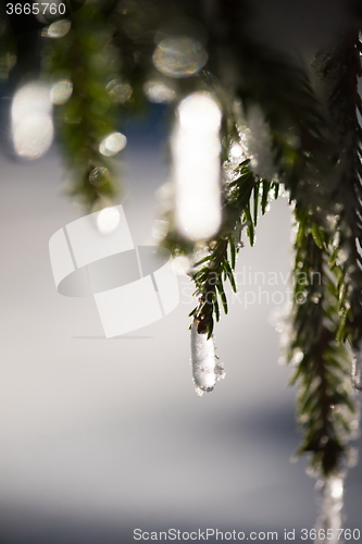 Image of tree covered with fresh snow at winter night