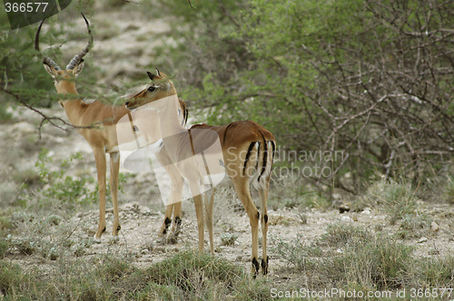 Image of Impala