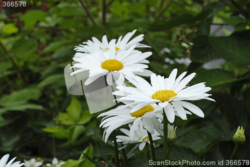 Image of Daisies