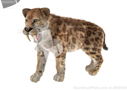 Image of Big Cat Sabertooth