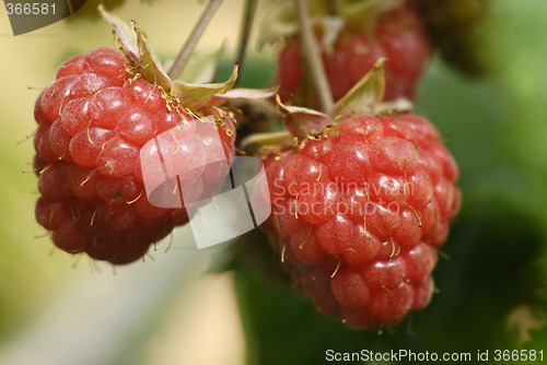 Image of Raspberry