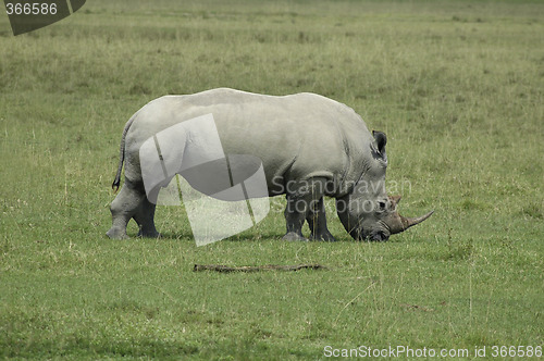 Image of Rhinoceros