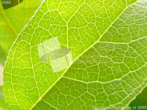 Image of leaf