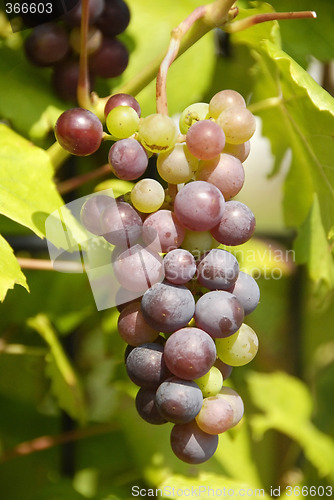 Image of Grapes