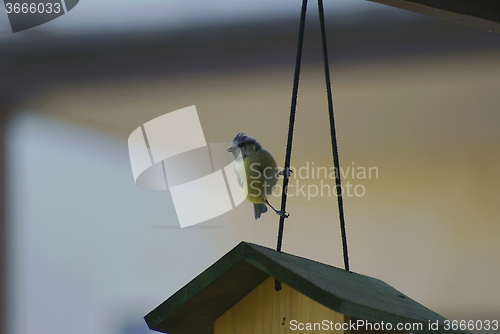 Image of Blue Tit on feeding house