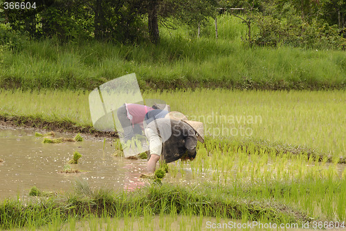 Image of People working on the ricefields