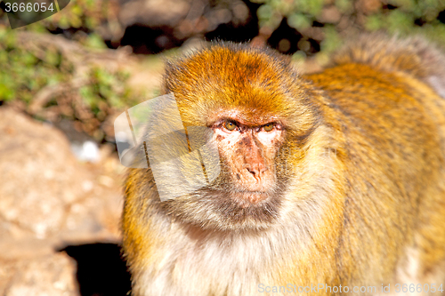 Image of bush monkey in   morocco  fauna close up