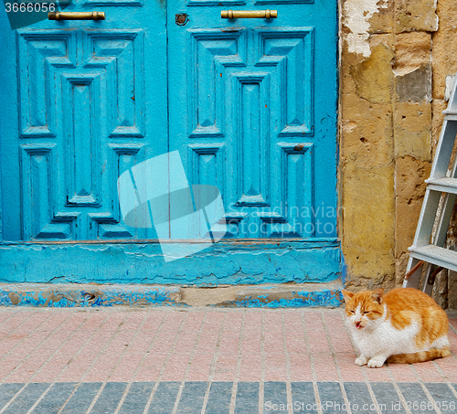 Image of   cat in africa morocco   background