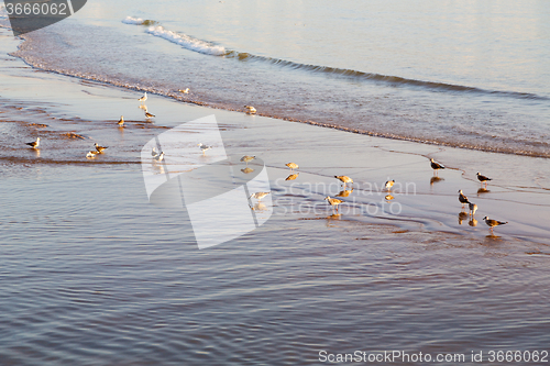 Image of   africa ocean wave and  bird