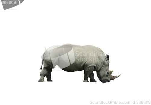 Image of Rhinoceros isolated on white